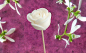 Preview: Französische Duftwachs Rose Weißer Moschus