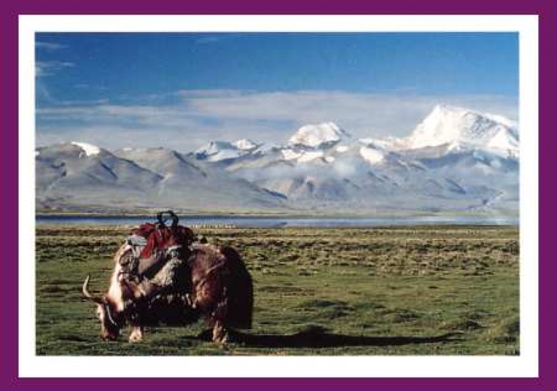 Postkarte - Yak auf einer Hochebene im Himalaya